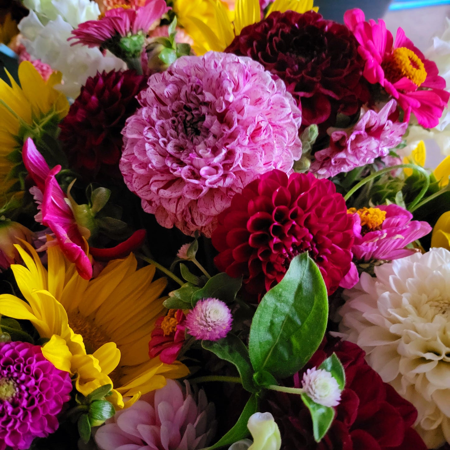 Surprise Me Dahlia Collection