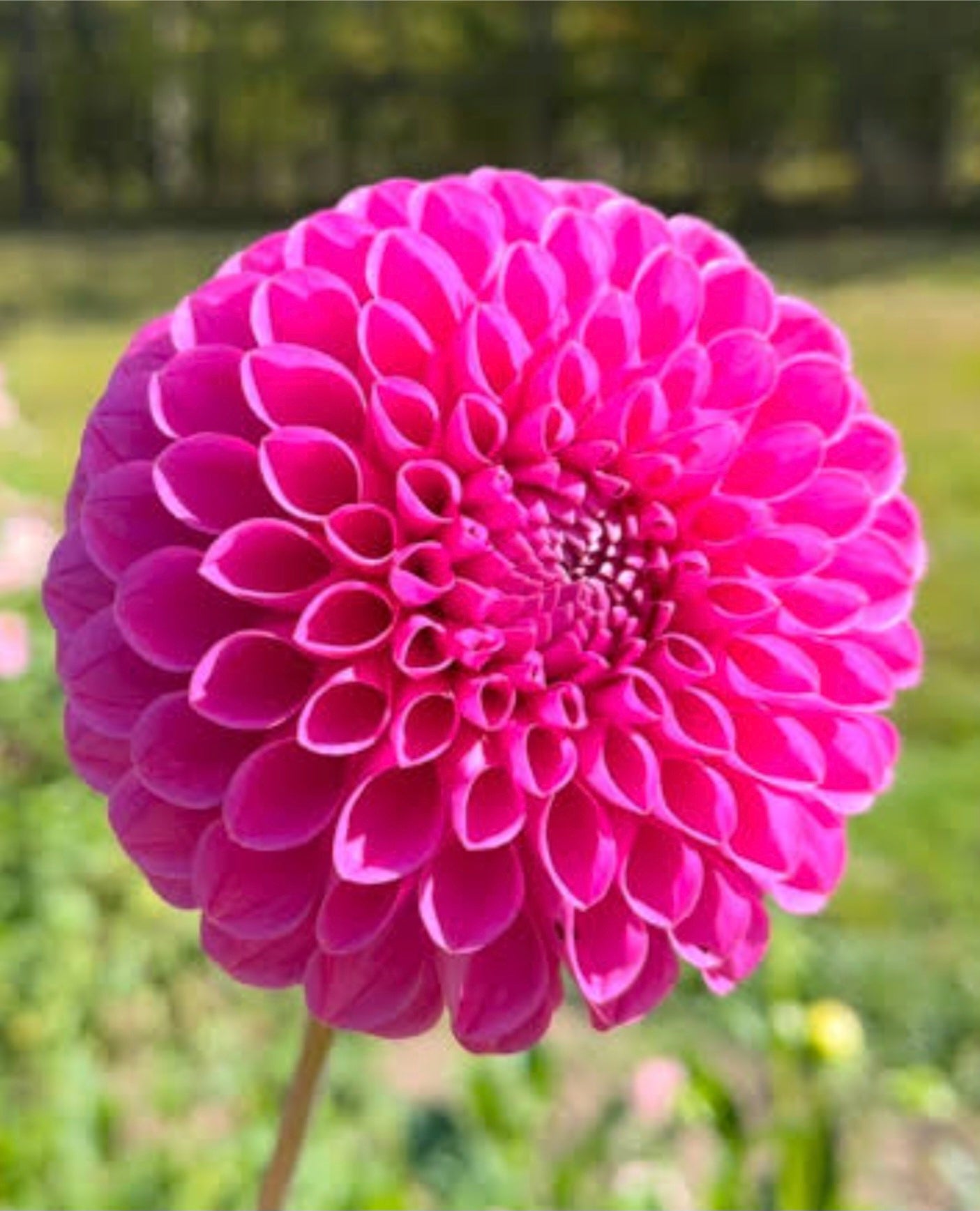 Mary's Jomanda Dahlia Tuber