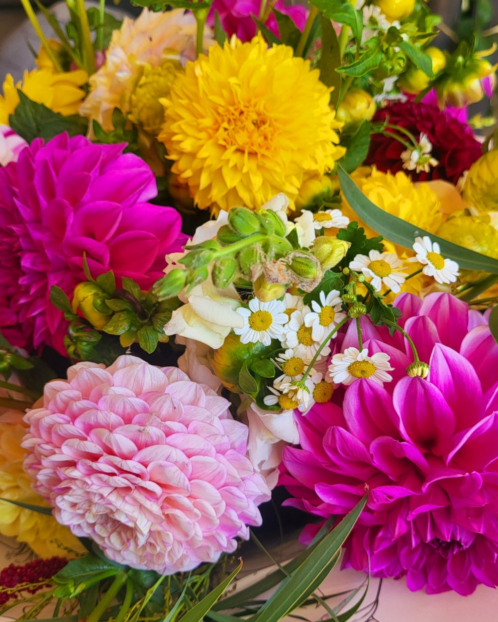 Farmers Pack - x5 Florelie Dandelion Dahlia Tubers