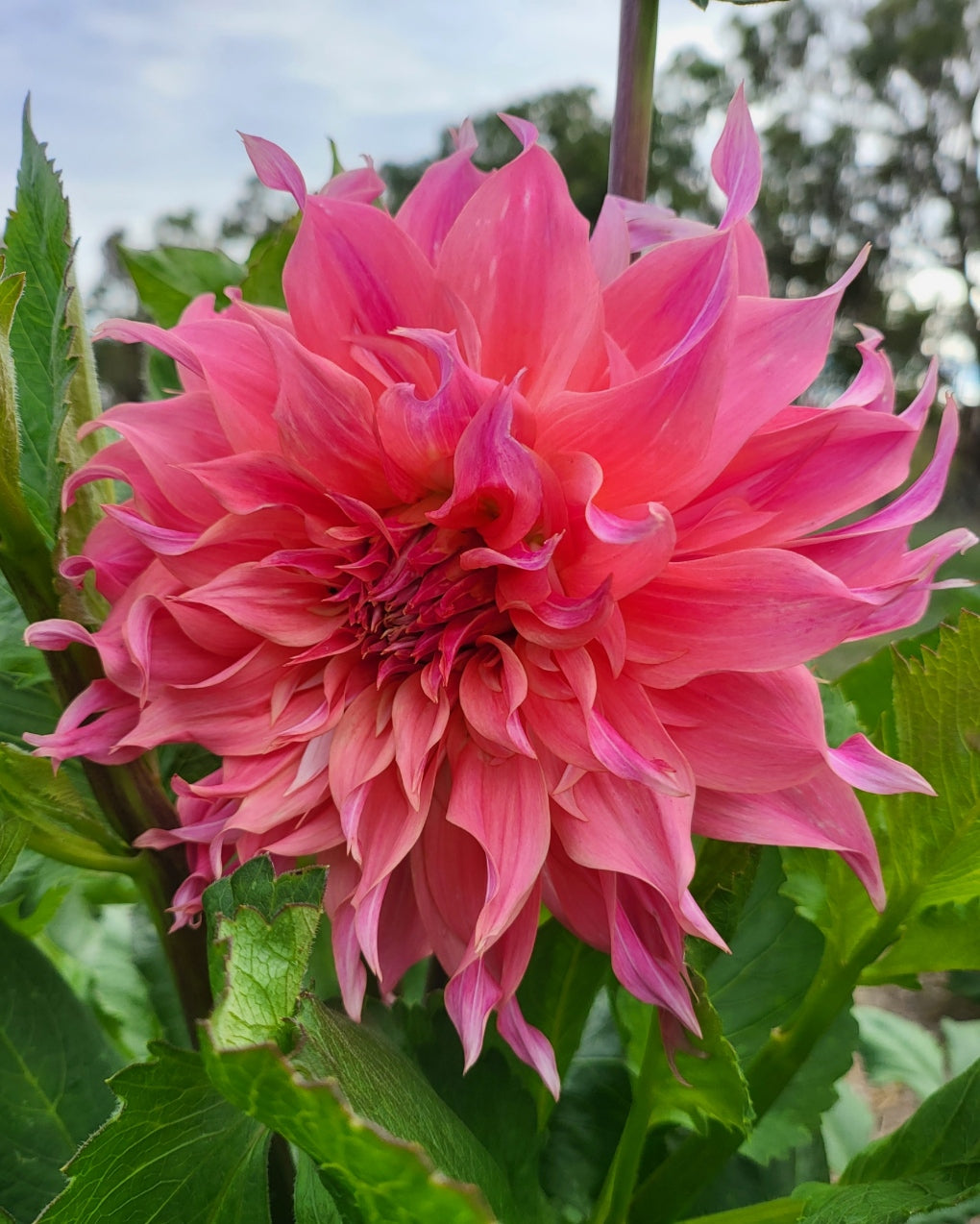 Farmers Packs - x5 Carlos Watermelon Dahlia Tubers