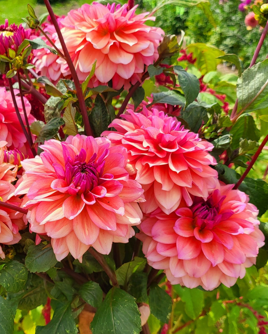 Farmers Packs - x5 African Sunrise Dahlia Tubers