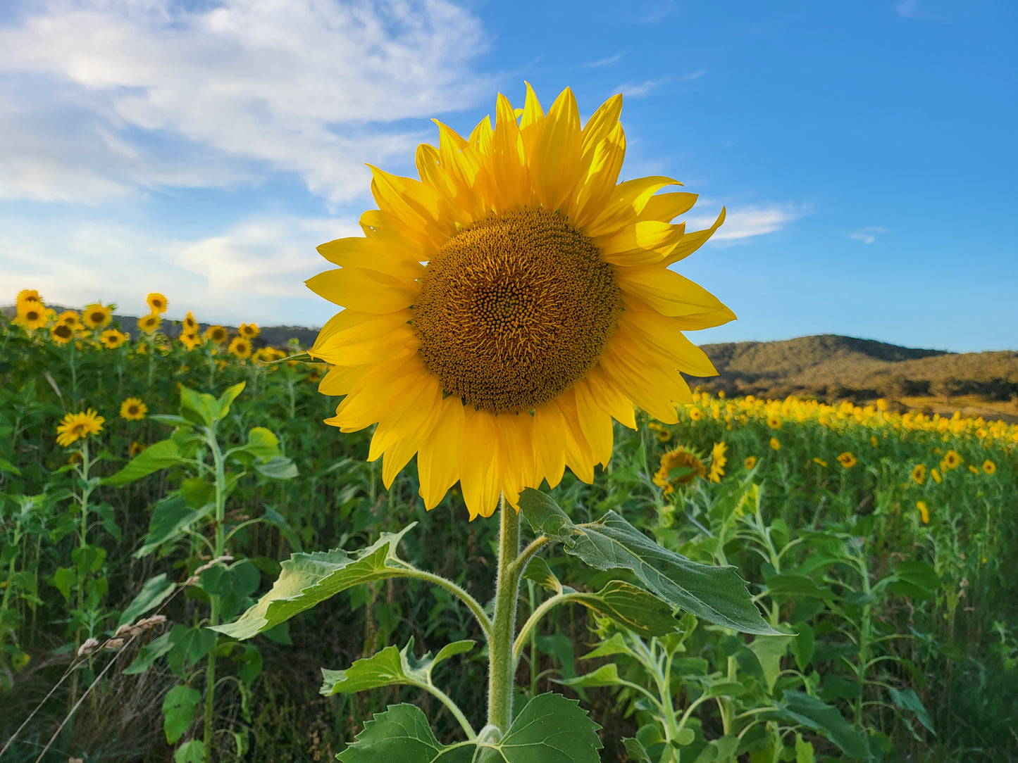 Sunflower Seed