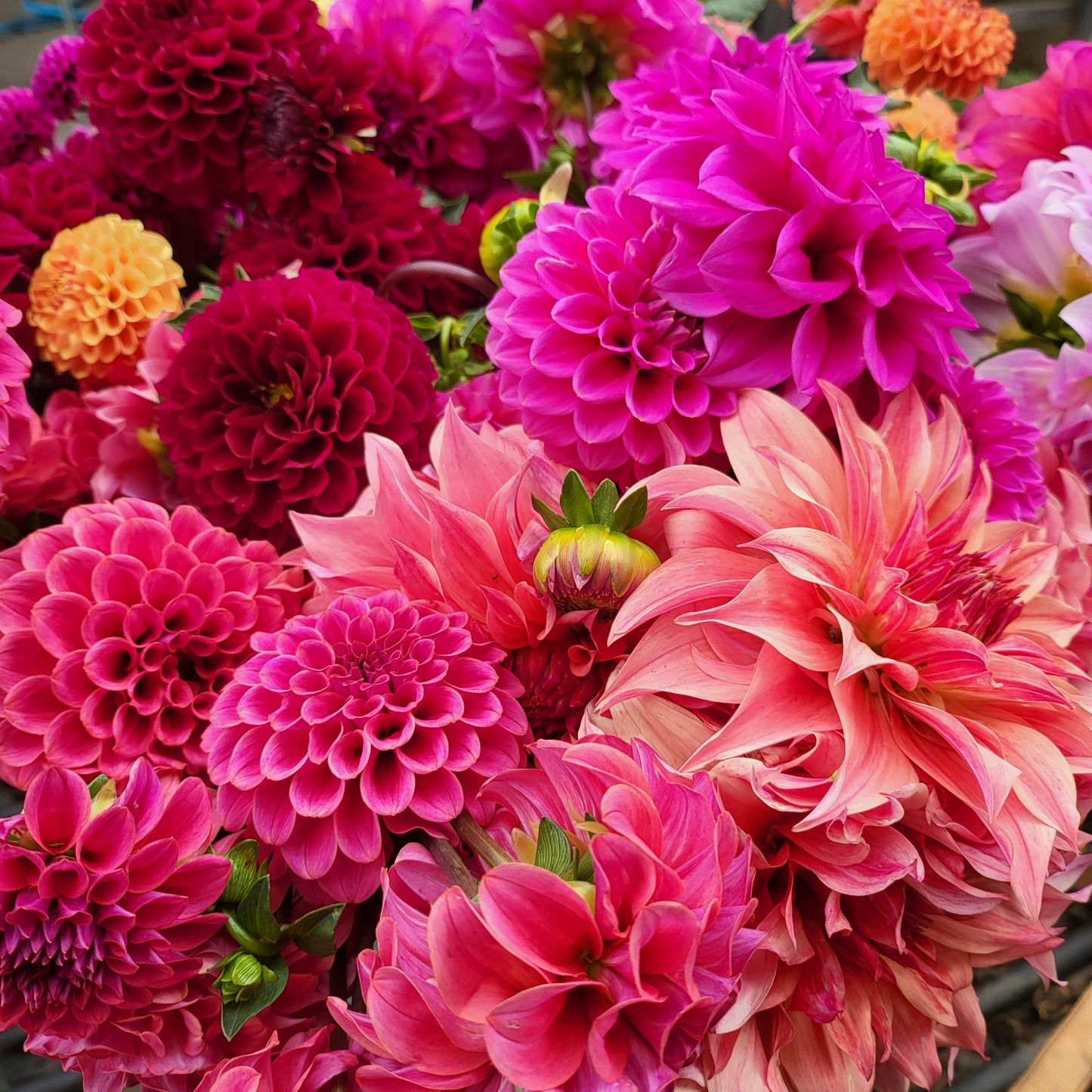Surprise Me Dahlia Collection