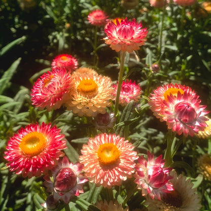 Strawflower Salmon Rose Seed