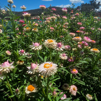 Strawflower Silvery Rose Seed