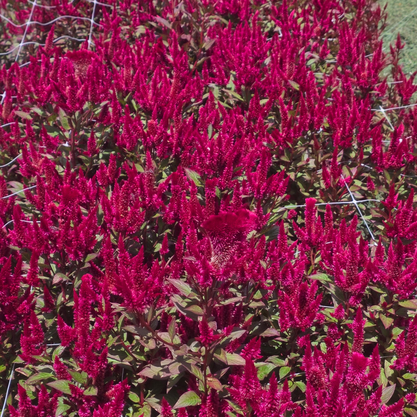 Celosia Celway Seed