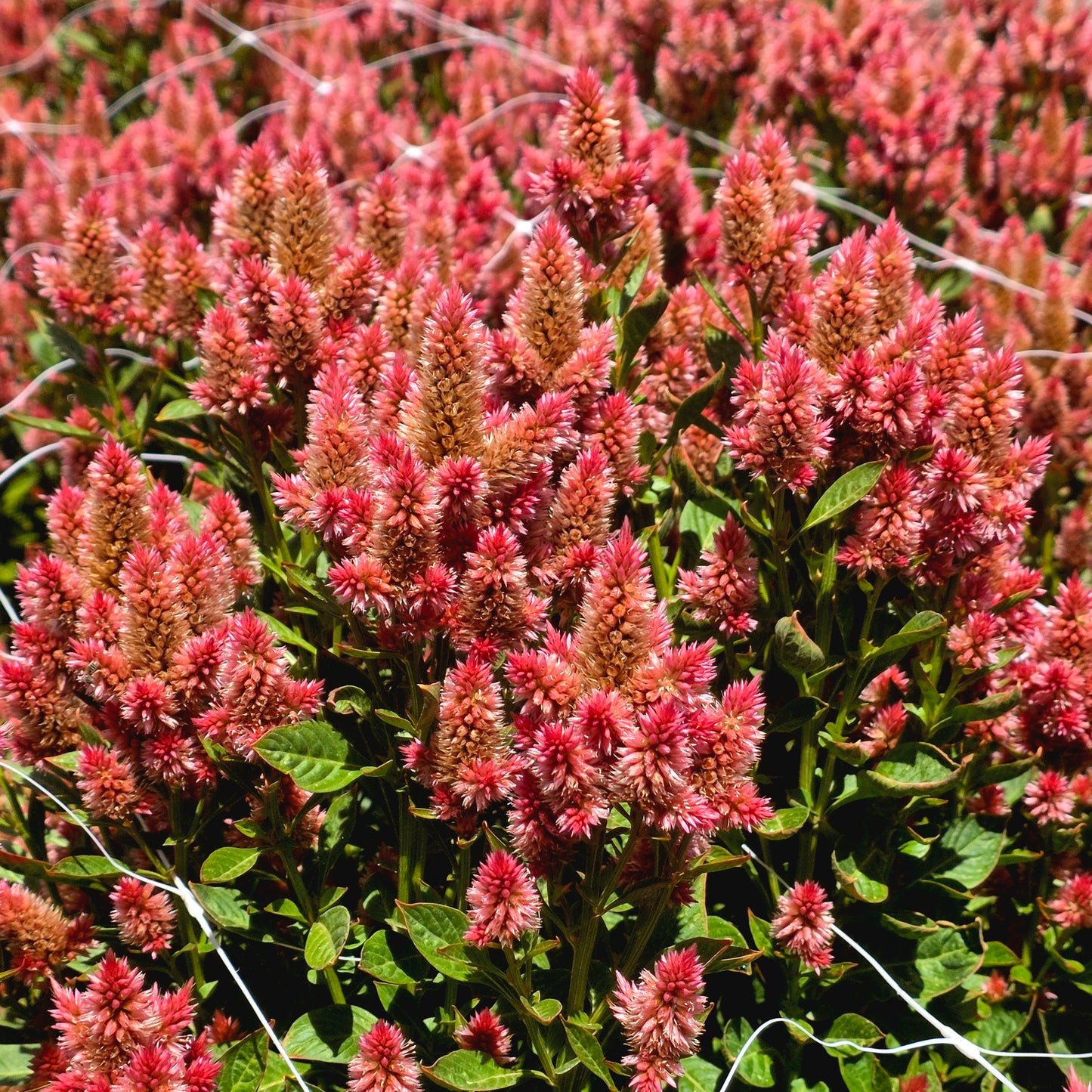 Celosia Celway Seed