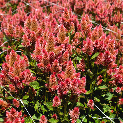 Celosia Celway Seed