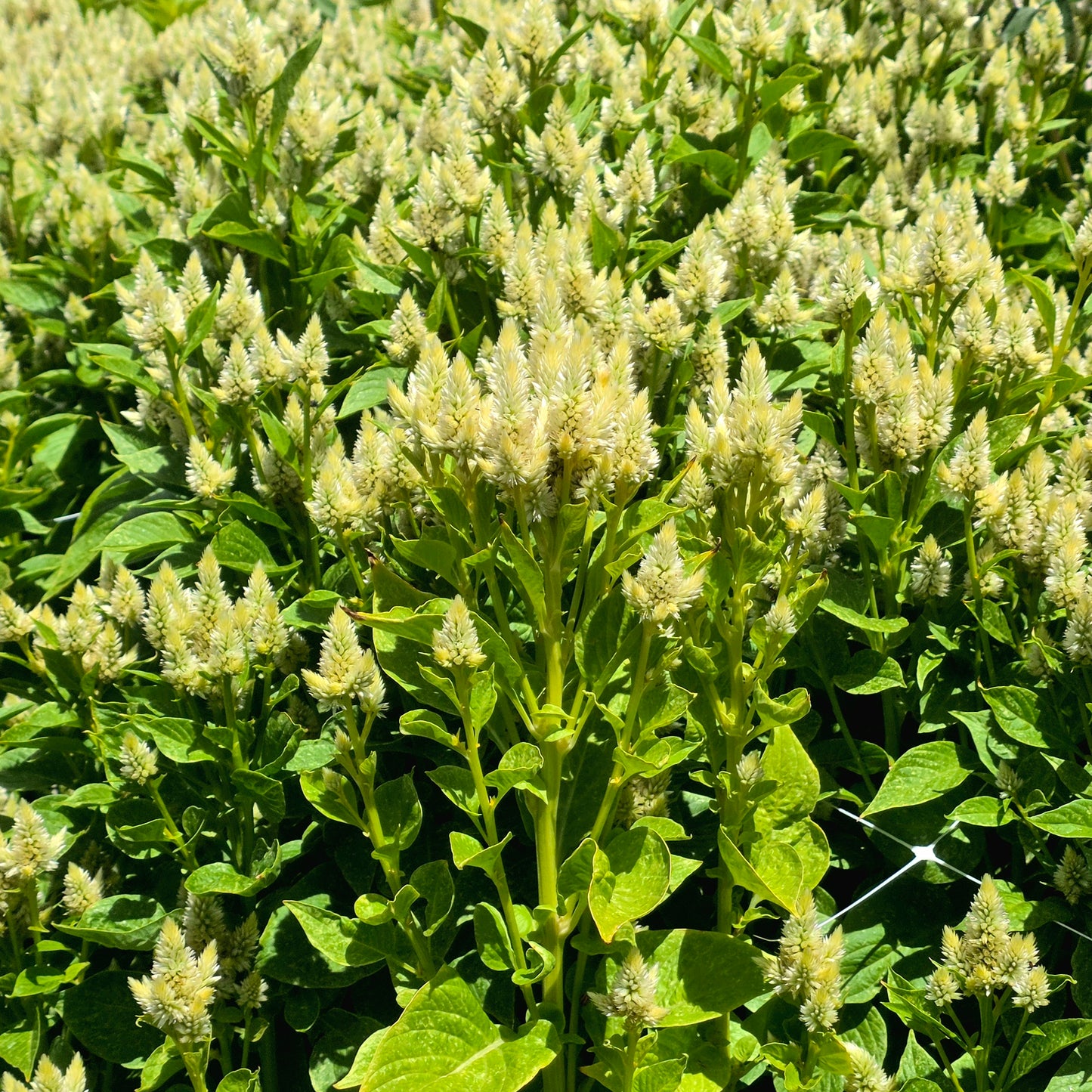 Celosia Celway Seed