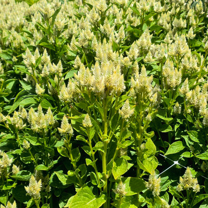 Celosia Celway Seed