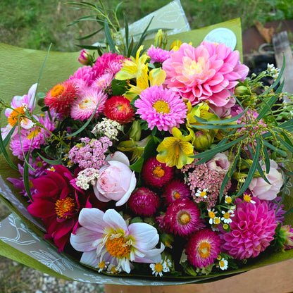 Strawflower Bright Rose Seed