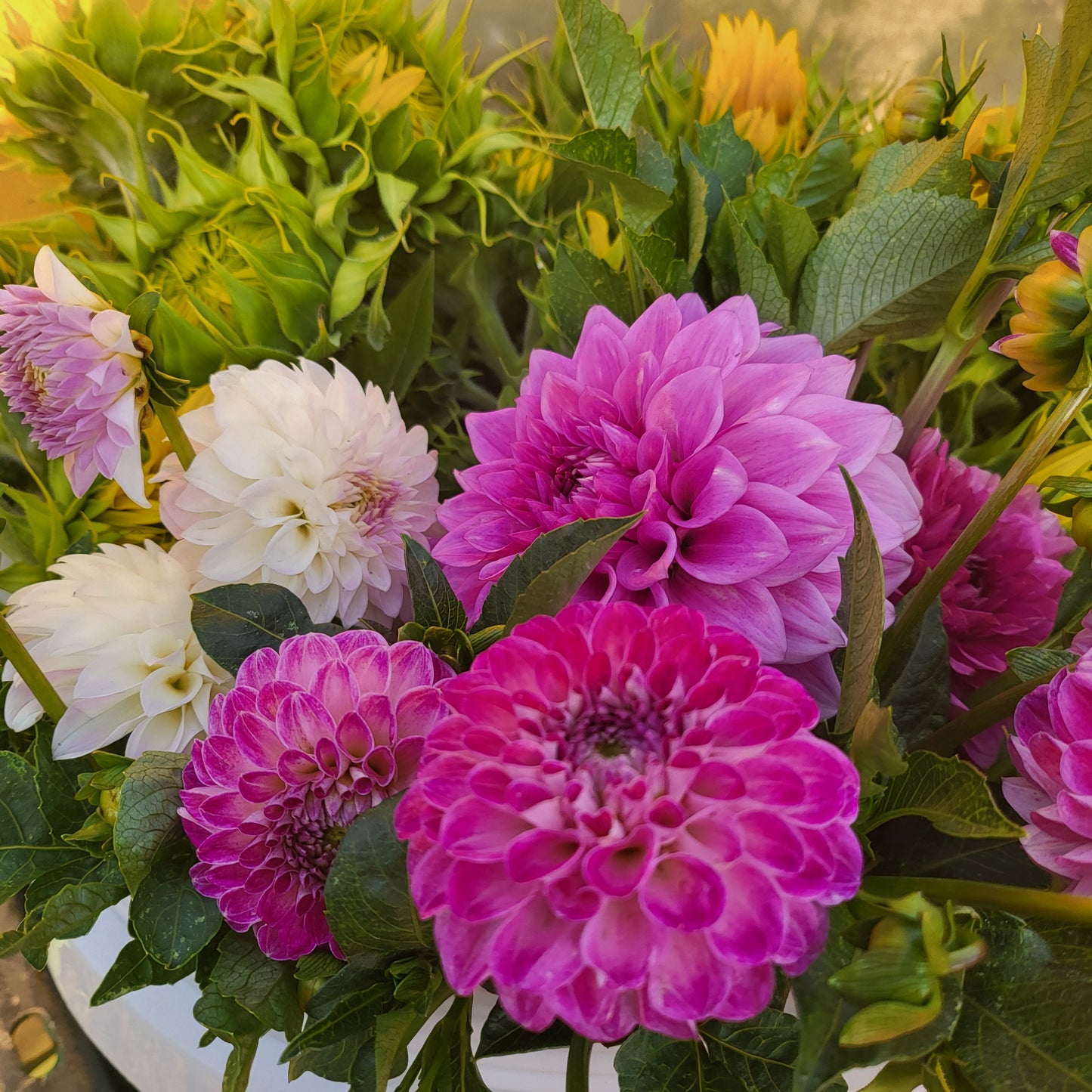 Surprise Me Dahlia Collection