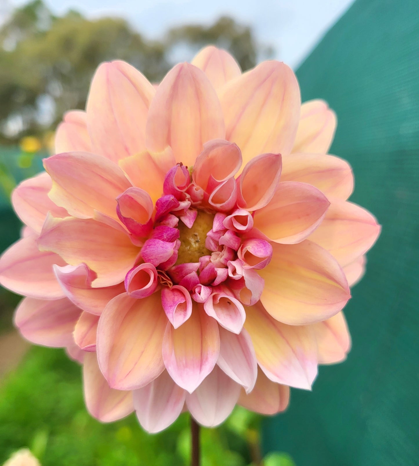 Tropical Dream Dahlia Tuber