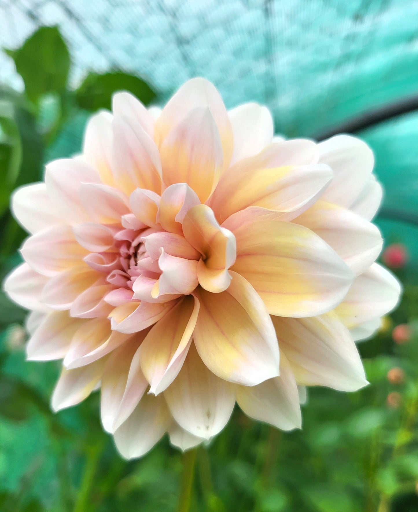 Tropical Dream Dahlia Tuber