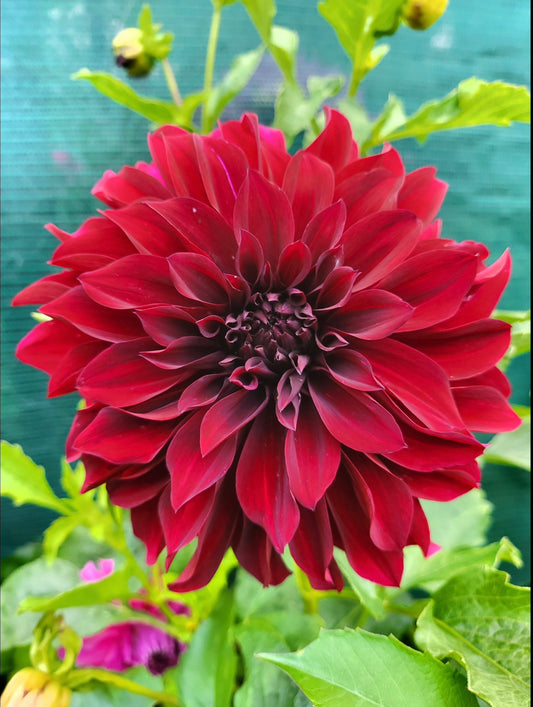 Black Embers Dahlia Tuber