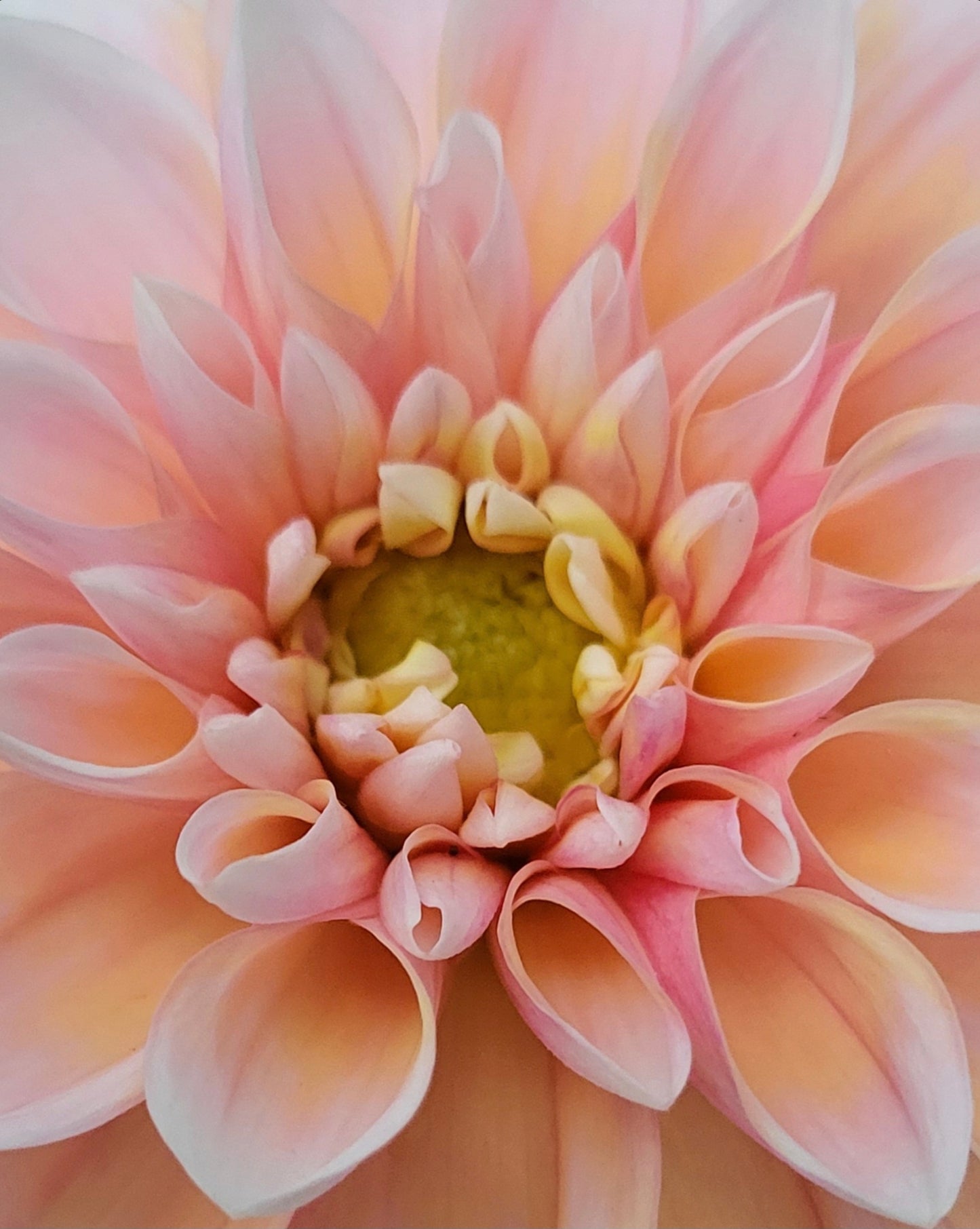 Tropical Dream Dahlia Tuber