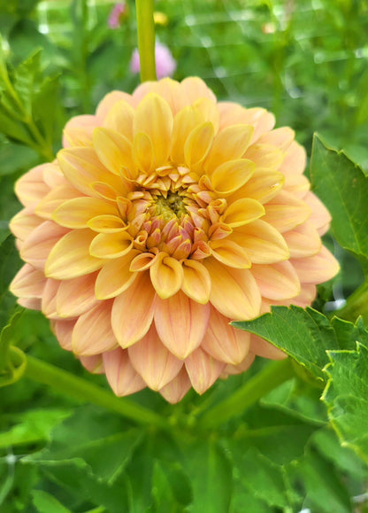 Florelie Fruit Tingle Dahlia Tuber
