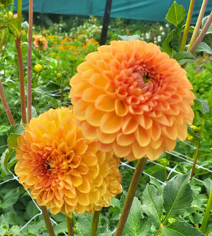 Honeycomb Dahlia Tuber