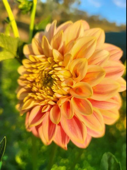 Florelie Fruit Tingle Dahlia Tuber