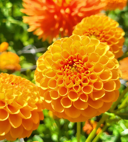 Honeycomb Dahlia Tuber