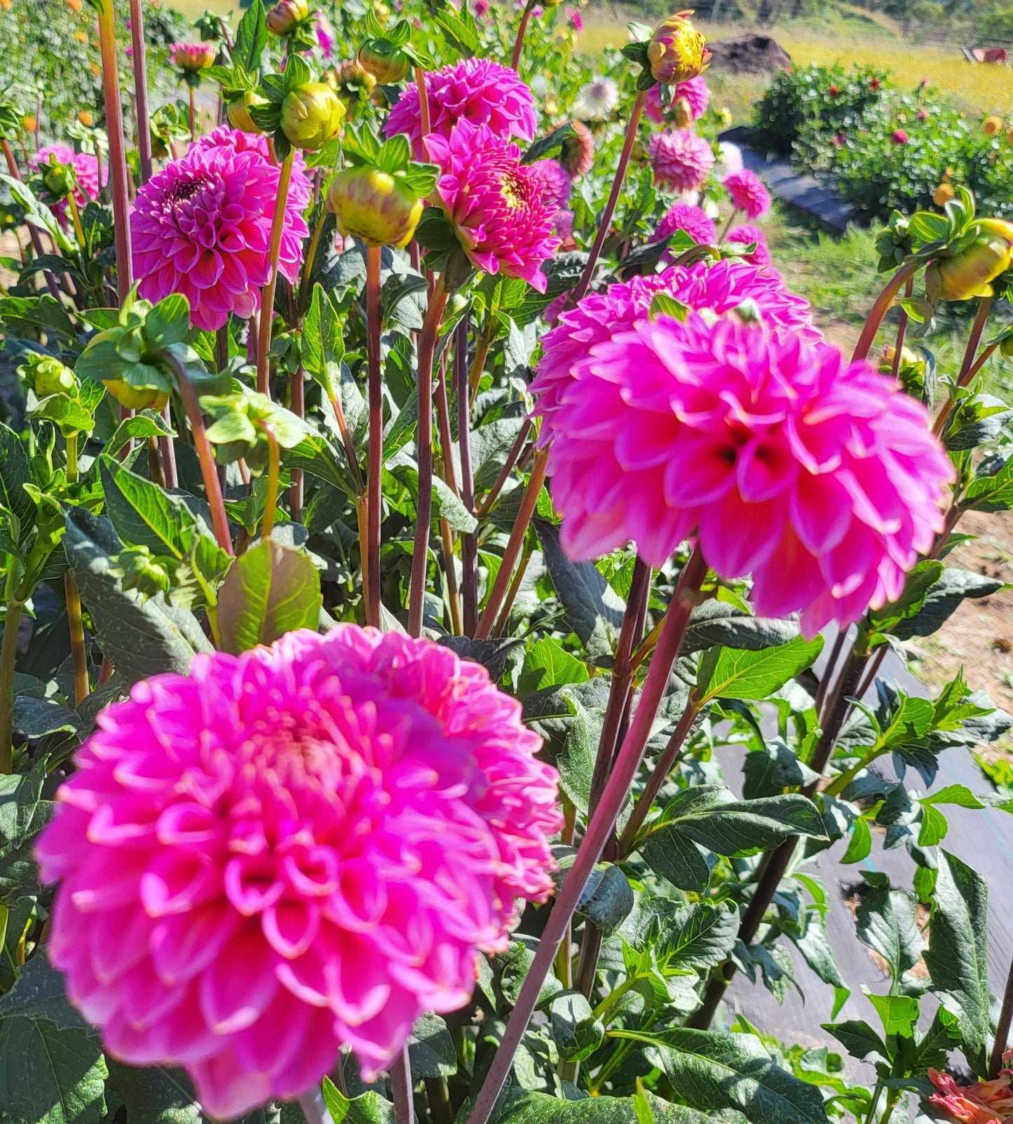 Florelie Omen Dahlia Tuber