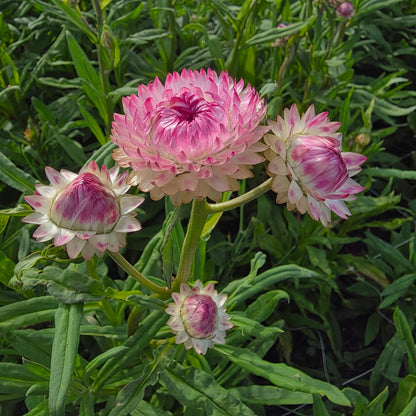 Strawflower Silvery Rose Seed