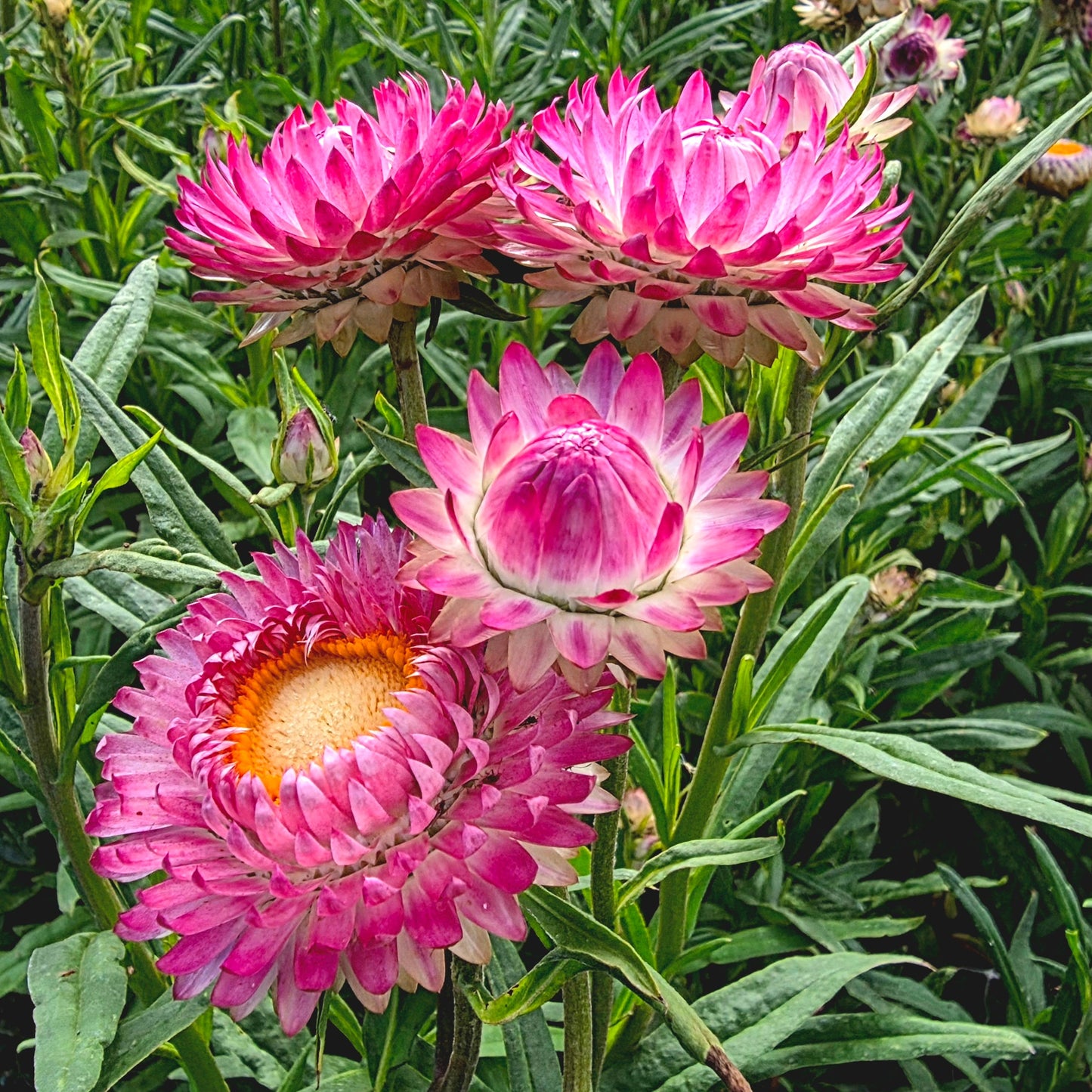 Strawflower Bright Rose Seed