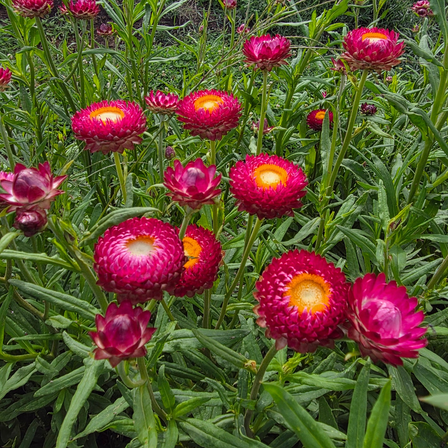 Strawflower Bright Rose Seed