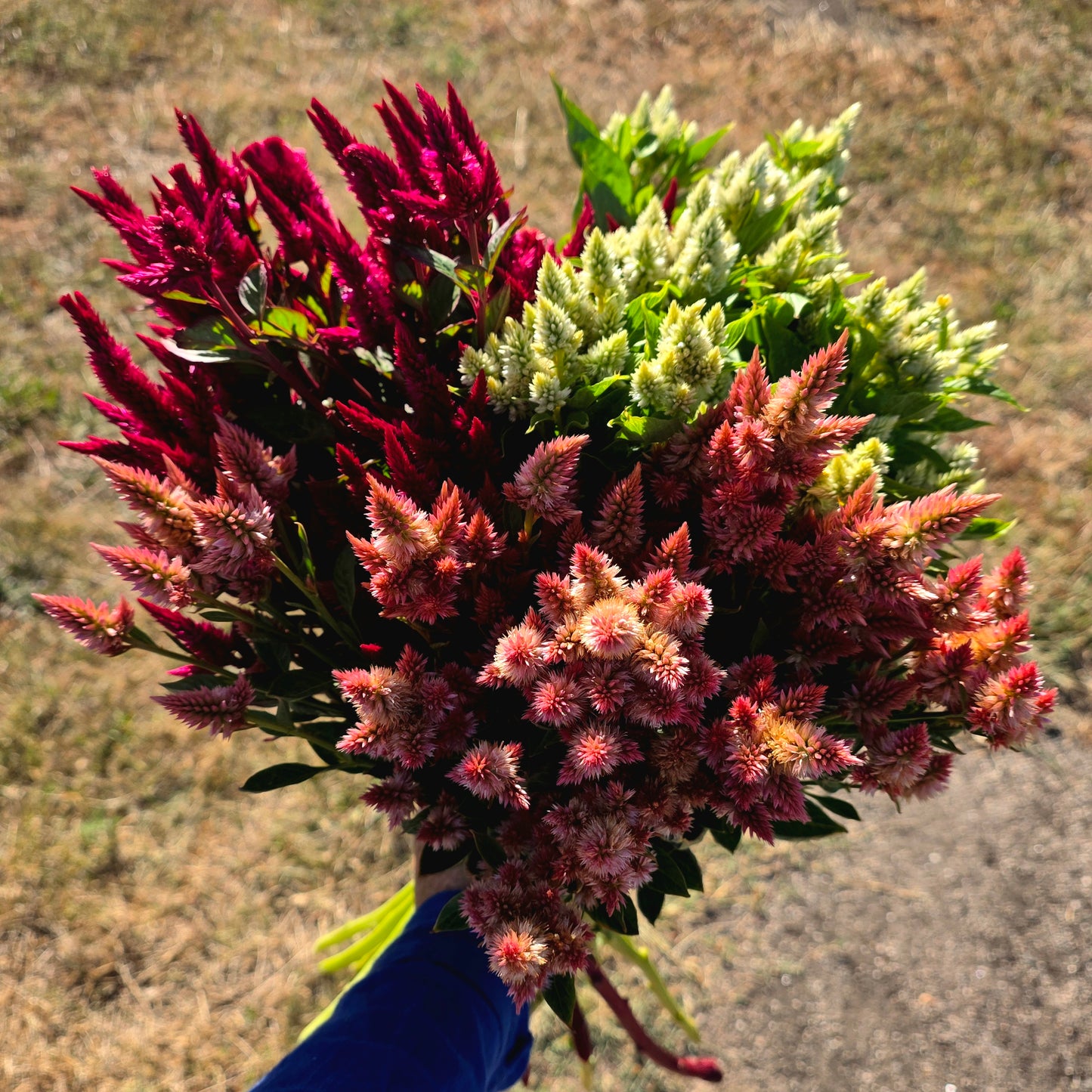 Celosia Celway Seed