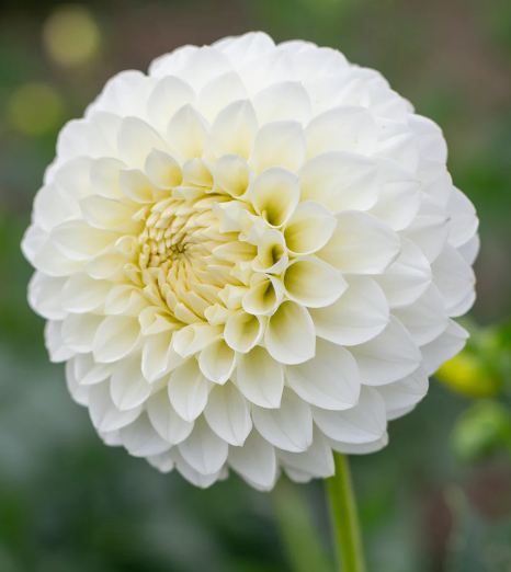 Boundary Snowflake Dahlia Tuber