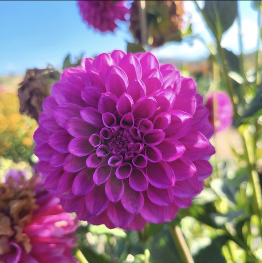 Florelie Hayley Dahlia Tuber