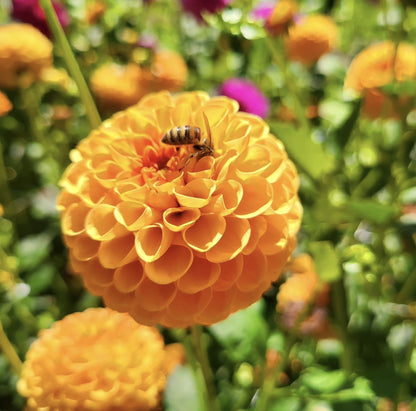 Honeycomb Dahlia Tuber