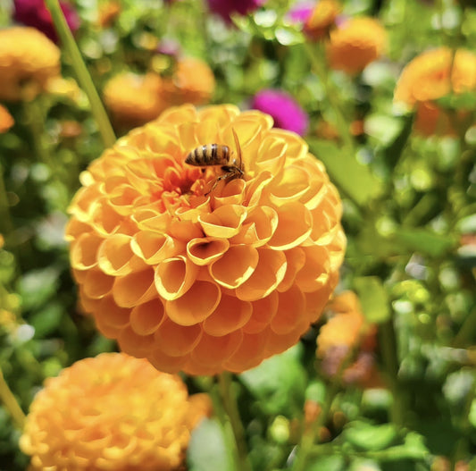 Honeycomb Dahlia Tuber