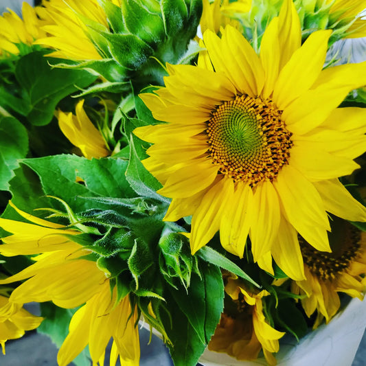 Sunflower Posy - Medium