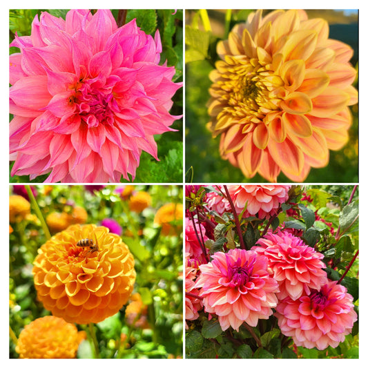 Sunset Dahlia Collection