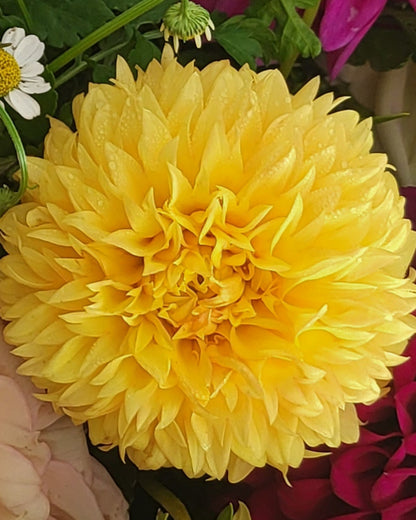 Farmers Pack - x5 Florelie Dandelion Dahlia Tubers