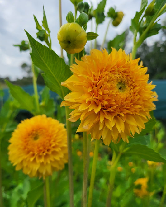 Farmers Pack - x5 Florelie Dandelion Dahlia Tubers
