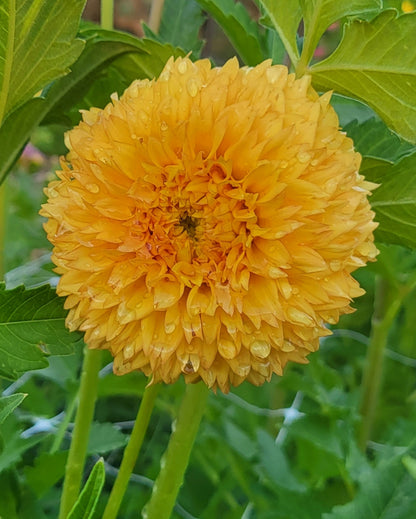 Farmers Pack - x5 Florelie Dandelion Dahlia Tubers