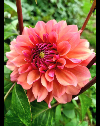 Farmers Packs - x5 African Sunrise Dahlia Tubers