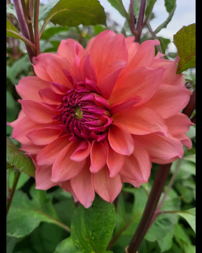 Farmers Packs - x5 African Sunrise Dahlia Tubers