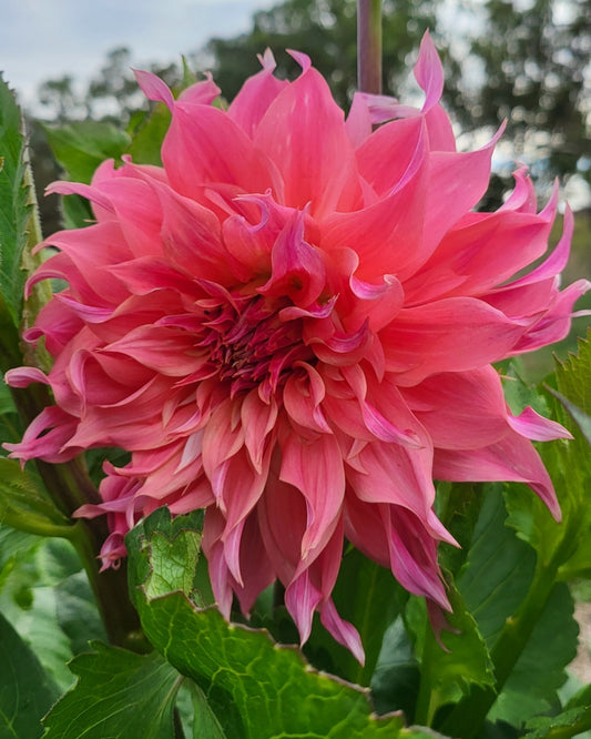 Buckajo Watermelon Dahlia Tuber