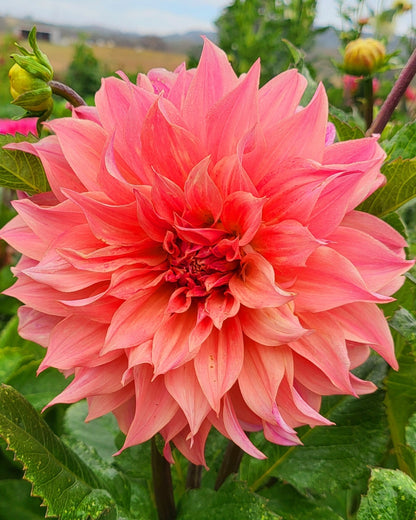 Farmers Packs - x5 Buckajo Watermelon Dahlia Tubers