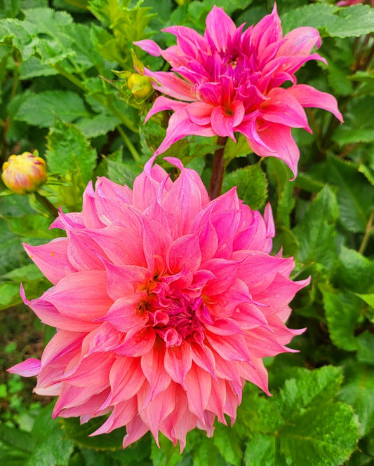 Farmers Packs - x5 Buckajo Watermelon Dahlia Tubers