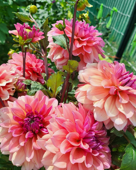 Farmers Packs - x5 African Sunrise Dahlia Tubers
