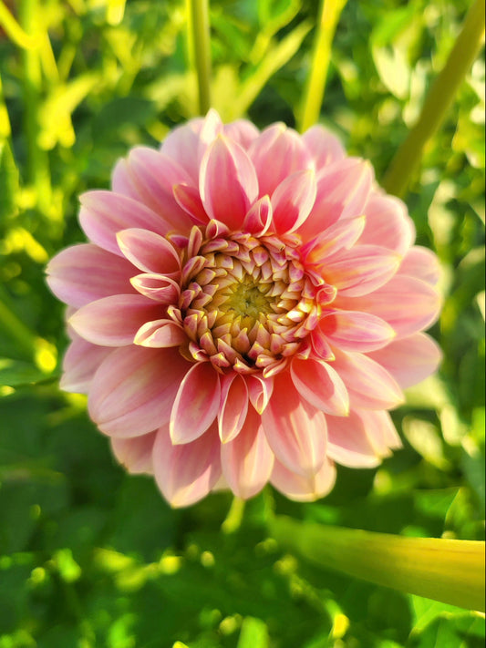 Tropical Dream Dahlia Tuber