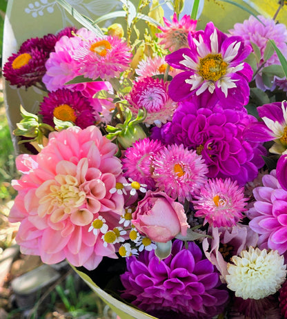 Strawflower Bright Rose Seed