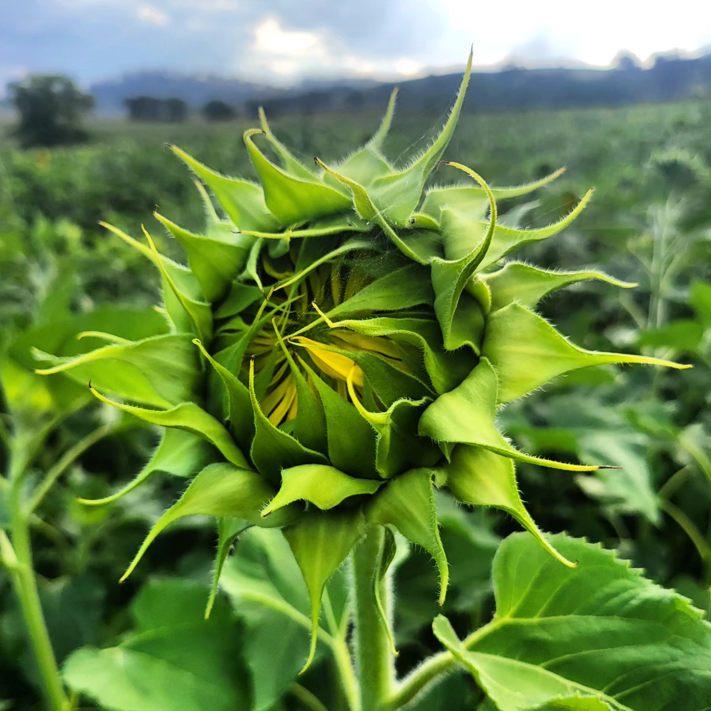 Sunflower Seed