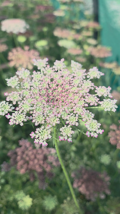 Chocolate Lace Seed