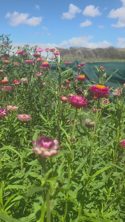 Strawflower Bright Rose Seed