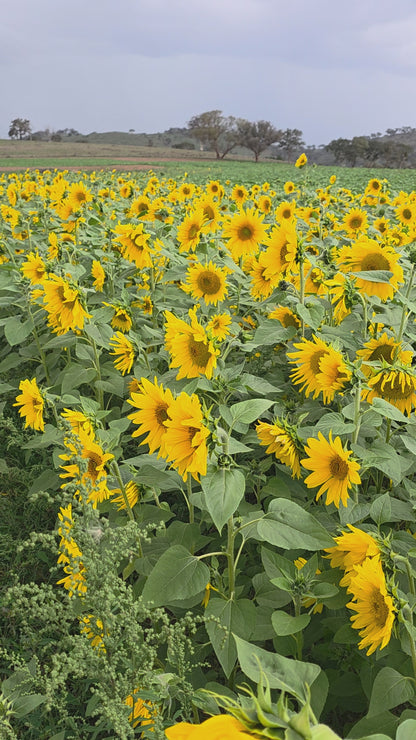 Sunflower Seed - 40 seeds